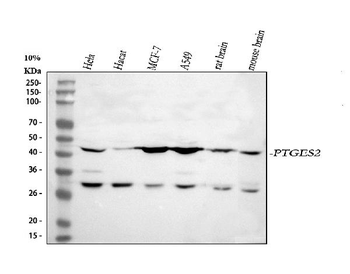 Anti-PTGES2/Gbf1 Antibody