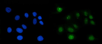 Anti-RAE1 Antibody
