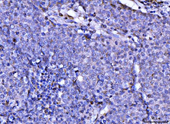 Anti-RAE1 Antibody