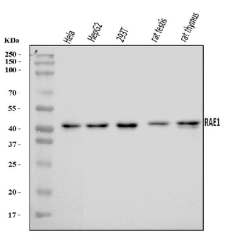 Anti-RAE1 Antibody