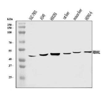 RBM41 Antibody