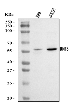 Anti-RNF8 Antibody