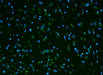Anti-Rpl9 Antibody