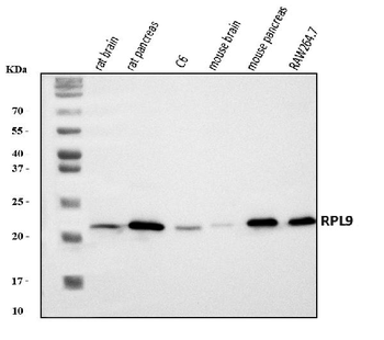 Anti-Rpl9 Antibody