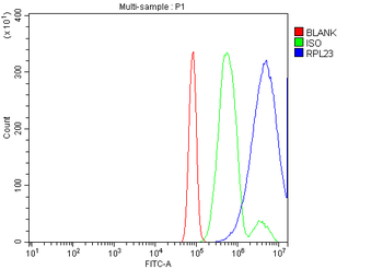 Anti-RPL23 Antibody