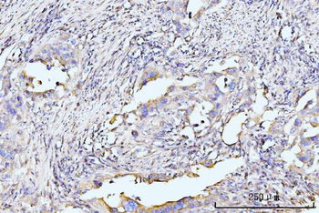 Anti-RPL29 Antibody