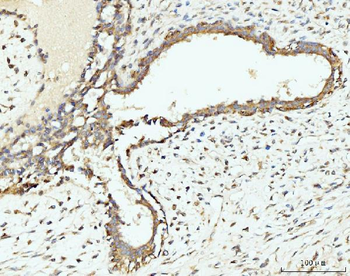 Anti-RPL29 Antibody