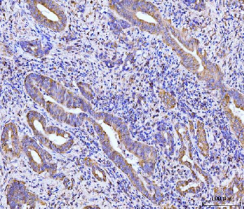 Anti-RPL29 Antibody