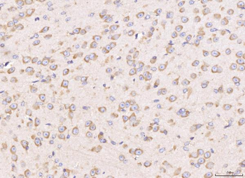 Anti-RPL29 Antibody