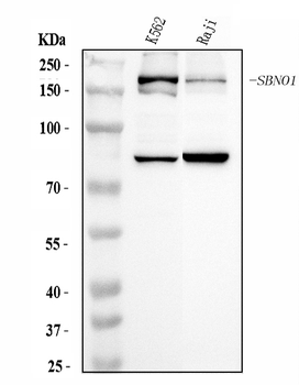 Anti-SBNO1 Antibody