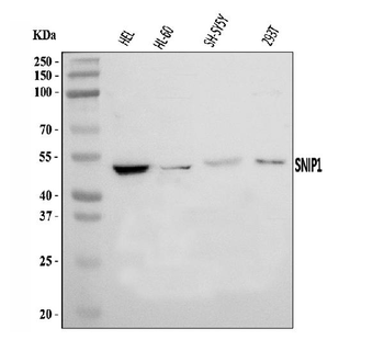 Anti-SNIP1 Antibody