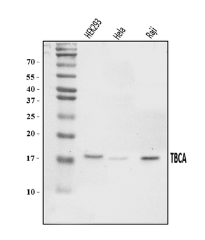 Anti-CFA/TBCA Antibody