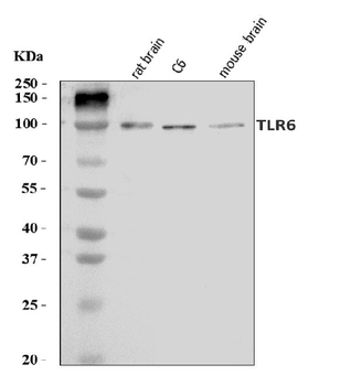 Tlr6 Rabbit Polyclonal Antibody