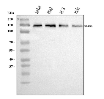Anti-UBAP2L Antibody