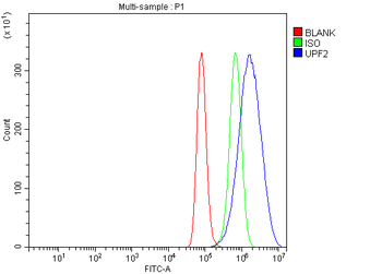 hUPF2/RENT2/UPF2 Antibody
