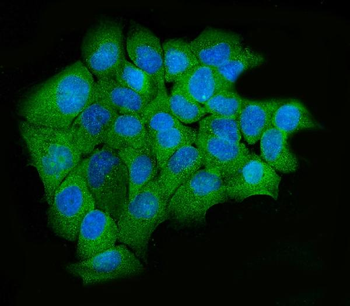 Anti-hUPF2/RENT2/UPF2 Antibody