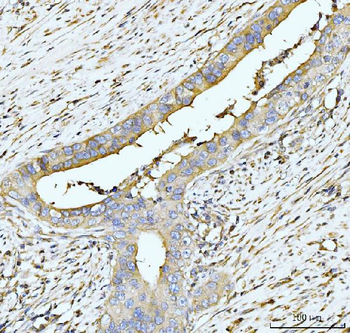 Anti-hUPF2/RENT2/UPF2 Antibody