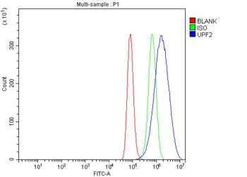 hUPF2/RENT2/UPF2 Antibody