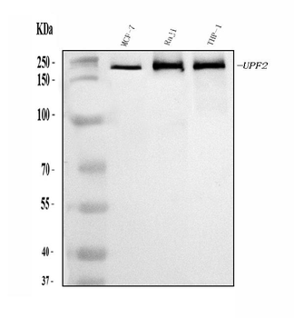 Anti-hUPF2/RENT2/UPF2 Antibody