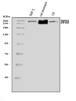 Anti-ZNF318 Antibody