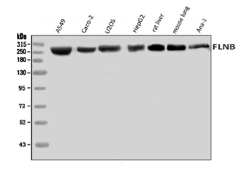 Anti-Filamin B/FLNB Antibody