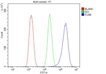 Anti-Filamin B/FLNB Antibody