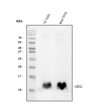 Anti-GNG2 Antibody (monoclonal, 7C13)