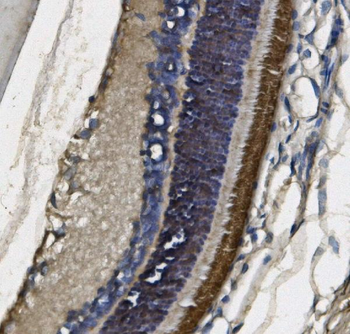 Anti-PDE6 beta/PDE6B Antibody (monoclonal, 8I2F10)