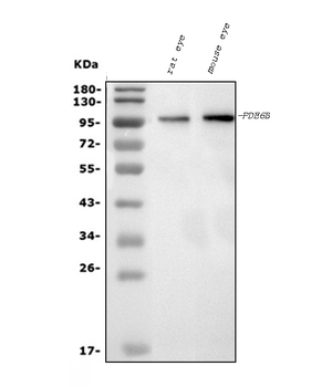 Anti-PDE6 beta/PDE6B Antibody (monoclonal, 8I2F10)