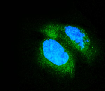 Anti-PDE6 beta/PDE6B Antibody (monoclonal, 8I2D7)