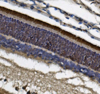 Anti-PDE6 beta/PDE6B Antibody (monoclonal, 8I2D7)