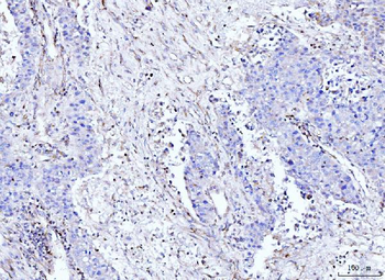 Anti-Moesin/MSN Antibody (monoclonal, 8D4)
