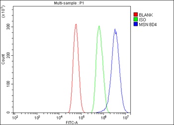 Moesin/MSN Antibody (monoclonal, 8D4)