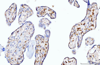 Anti-Moesin/MSN Antibody (monoclonal, 8D4)