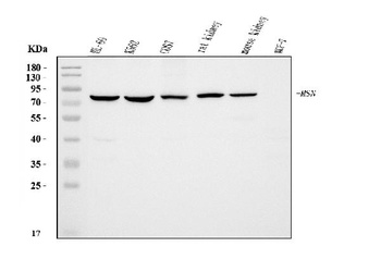 Moesin/MSN Antibody (monoclonal, 8D4)
