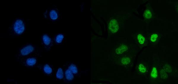 Anti-CTBP2 Antibody (monoclonal, 10E9D2)