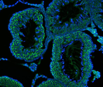 Anti-DDX4/MVH Antibody (monoclonal, 3C3)