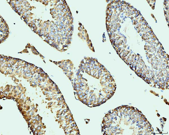 Anti-DDX4/MVH Antibody (monoclonal, 3C3)
