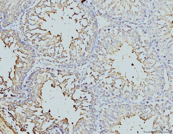 Anti-DDX4/MVH Antibody (monoclonal, 3C3)