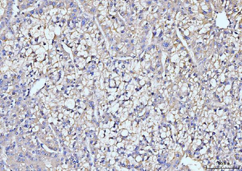 Anti-ITCH/AIP4 Antibody (monoclonal, 5E12)