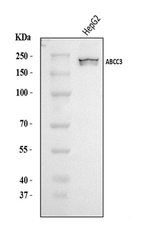 Anti-MRP3/ABCC3 Antibody