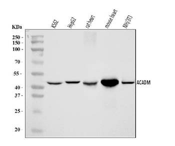 Anti-ACADM/MCAD Antibody