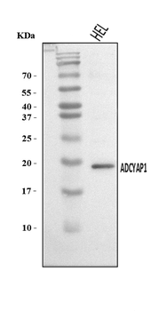 Anti-PACAP-38/ADCYAP1 Antibody
