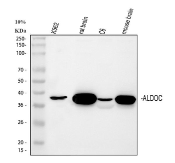 Anti-Aldolase C/ALDOC Antibody