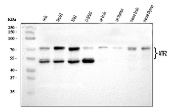 ATF2 Antibody