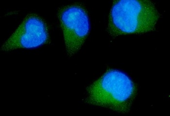CDK5RAP2 Antibody