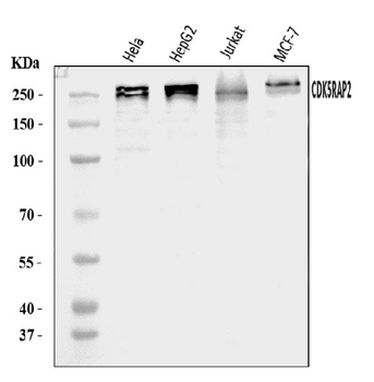 Anti-CDK5RAP2 Antibody