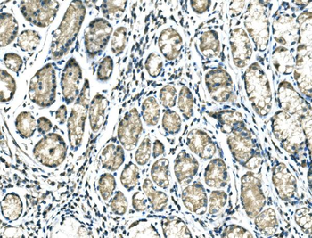 Anti-DROSHA Antibody