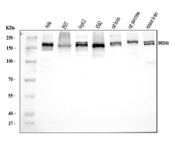 Anti-DROSHA Antibody