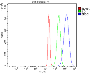 ERCC1 Antibody